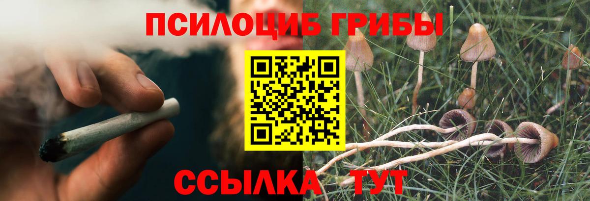 Псилоцибиновые грибы Psilocybe Новороссийск